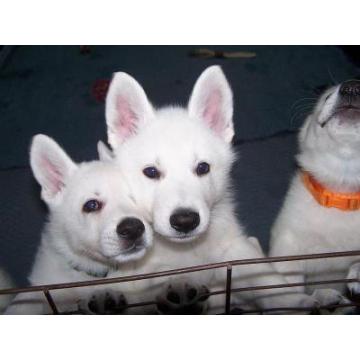 Beli Švajcarski Ovčar štenci