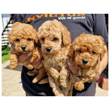 Toy pudle maleni mečići spremni za preuzimanje 