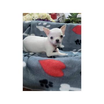 Mini CIVAVE  oba pola kratkodlaki i dugodlaki   