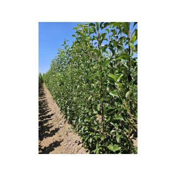 Sadnice voća – Kvalitetne sadnice iz Rasadnika Antić