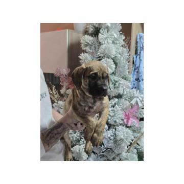 Na prodaju stenci prese kanario, vrhunskog porekla 