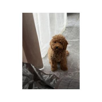 Dostupan muzijak mini pudlice u aprikot boji  