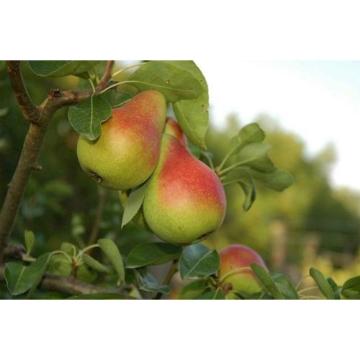 Kvalitetne sertifikovane vocne sadnice iz Rasadnika Antic 