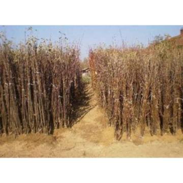 RASADNIK NASTIC SAŠE prodaja voćnih sadnica za prolećnu sadnju  