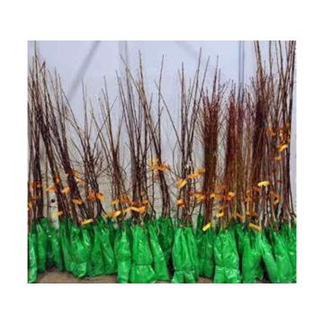 Sadnice za prolećnu sadnju  