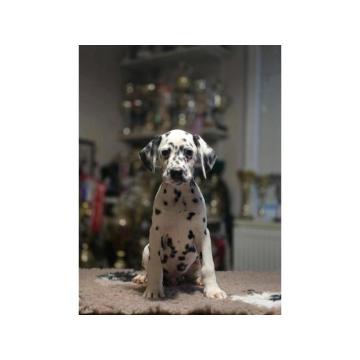 Dalmatinski pas, vrhunski štenci 