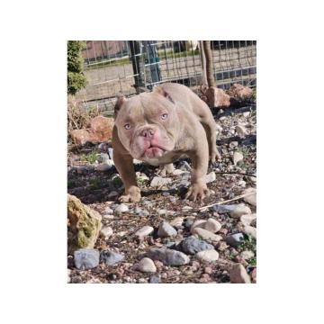 Zenka american bully poket u egzotic boji 