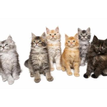 Maine Coon macici vrhunskog porekla 