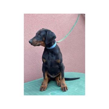 Doberman muško štene 