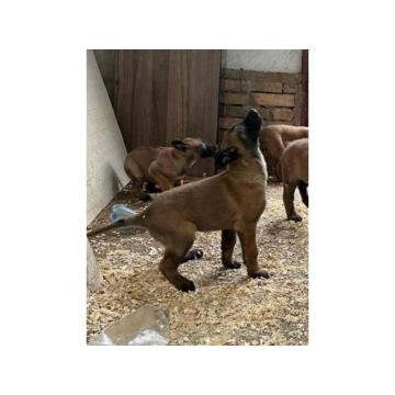 Belgijski Ovčar Malinoa 