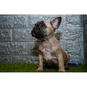 Francuski buldog  