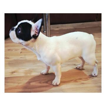 Francuski Buldog prelepo štene