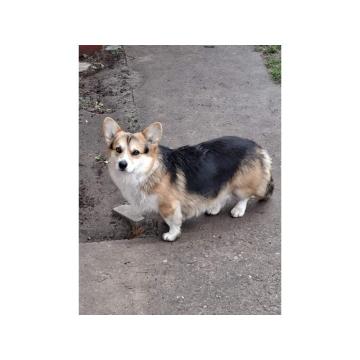 Velški Korgi Pembrok