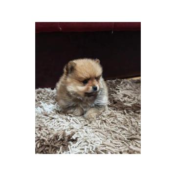 Štenci pomeranskog špica prelepog krzna  