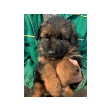 Nemački ovčar štenci 