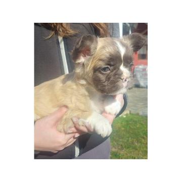 Francuski buldog štenci dugodlaki