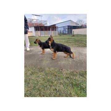 Nemački ovčar štenci