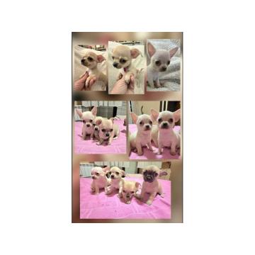 Štenci EKSTRA mini čivave  