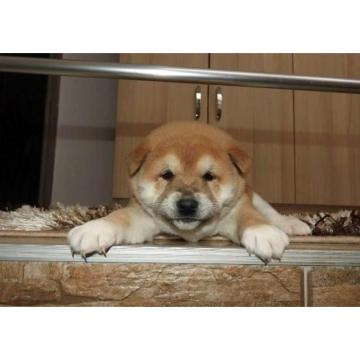 Shiba Inu, TOP štenci