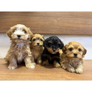 Havanski Bišon štenci