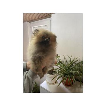 Pomeranski Špic štenci
