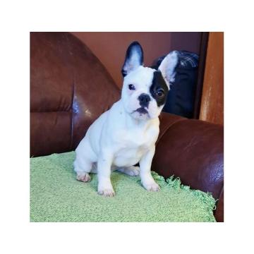 Francuski Buldog stene