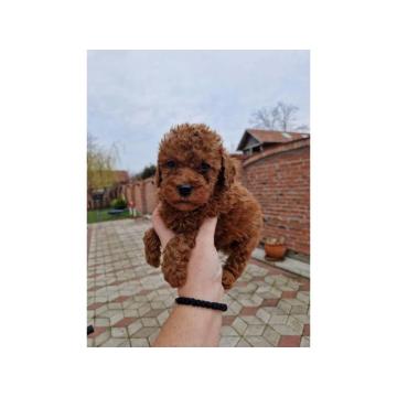 Crvene pudle toy, od oba roditelja u mom vlasnistvu 