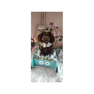 Toj pudle braon, ženke 