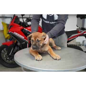 Južnoafrički mastif - Boerboel štenci