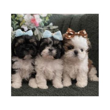 Prelepi Shih Tzu štenci iz registrovane FCI/KSS odgajivačnice 