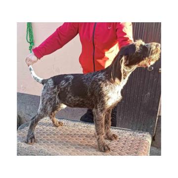 Nemački oštrodlaki ptičar 