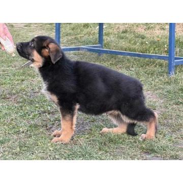 Štenci NEMAČKOG ovčara 