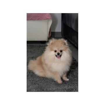 Pomeranac muzjak i zenka na prodaju