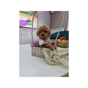 Toy pudle maleni mečići spremni za preuzimanje  