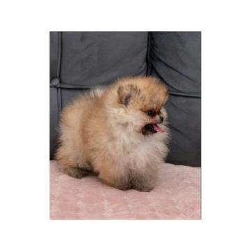 Pomeranac PRELEPI štenci