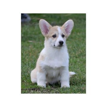 Velski korgi/Welsh Corgi Pembroke