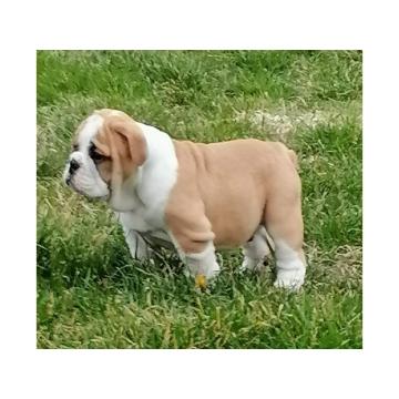 Engleski buldog štenci