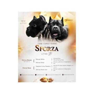 Cane Corso VRHUNSKI Štenci