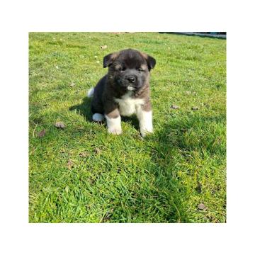 Američka Akita štenci