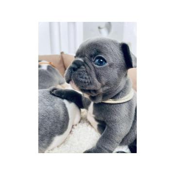 Plavi i merle egzoticni francuski buldozi