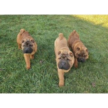 Šar Pej, čistokrvni štenci