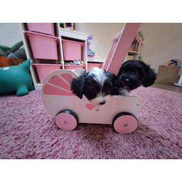 Havanski Bišon štenci