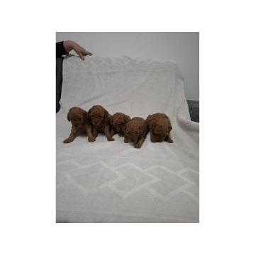 Prodajem patuljaste crvene  