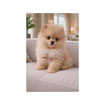 Pomeranac BOO štenci 