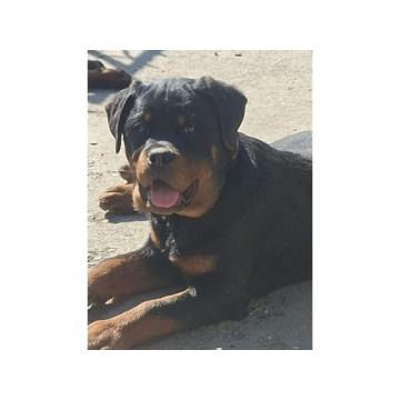 Rotvajler žensko štene 