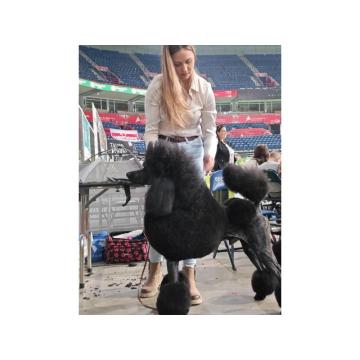 ŠAMPIONSKO LEGLO: Crne Standardne Pudle vrhunskog ranga