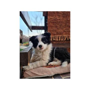 Border Koli, vrhunski štenci