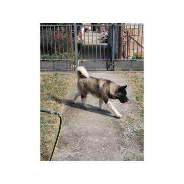 Americka Akita, mužjak slobodan za parenje