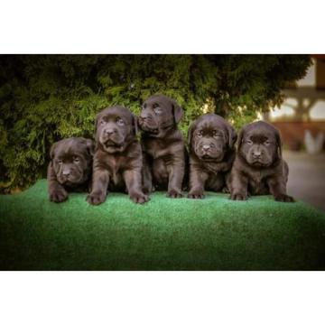 Labrador retriver braon štenci