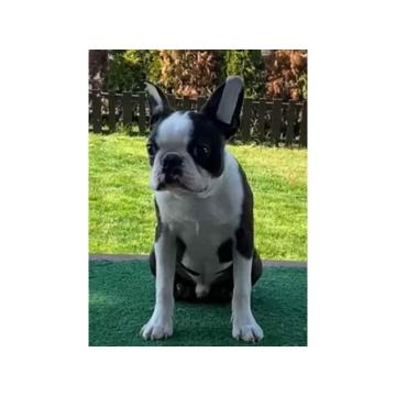 Dostupno muško štene Boston terijera  